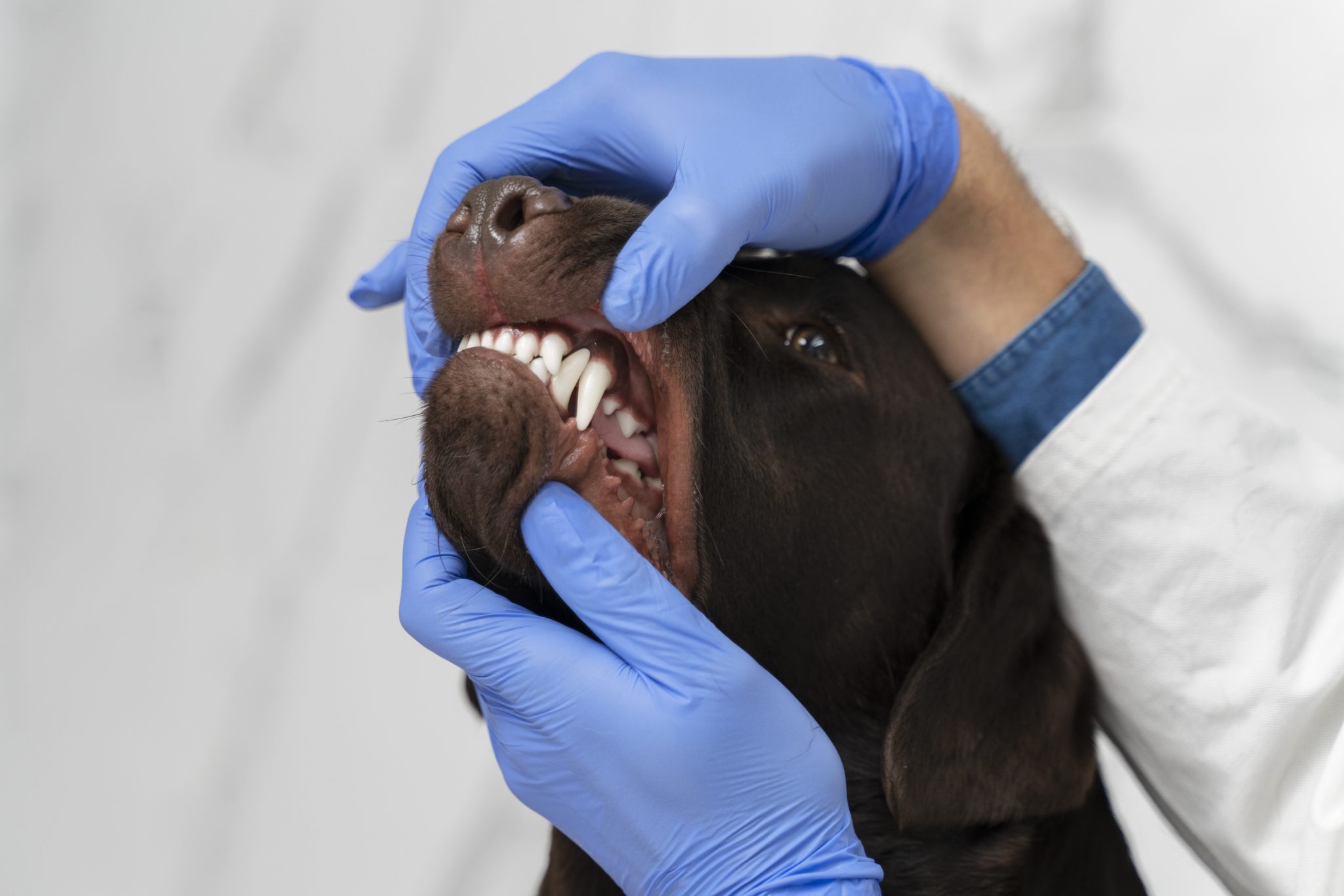 ¿Sabías que los dientes de nuestras mascotas también se cuidan?