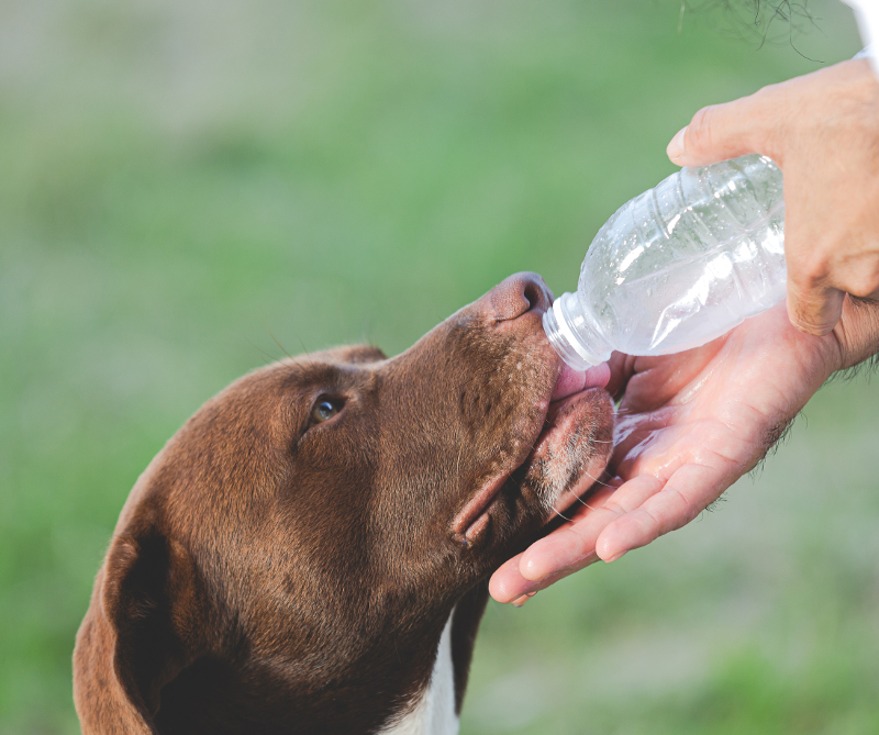 Perro bebiendo agua porque tiene sed